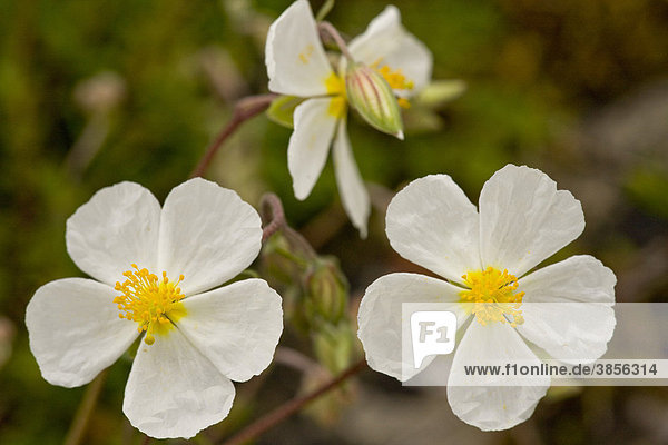 White Rock-rose (Helianthemum apenninum)  flowering  flowers  France  Europe