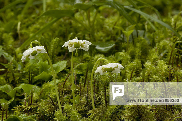 One-flowered Wintergreen (Moneses uniflora)  flowering  growing in shady coniferous woodland  France  Europe