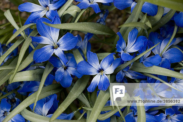 Chilean Blue Crocus (Tecophilea cyanocrocus)  flowers  High Andes  South America