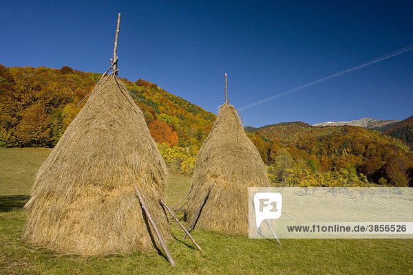 Hay stooks in meadow  Retezat Mountains  South Carpathians  Transylvania  Romania  Europe