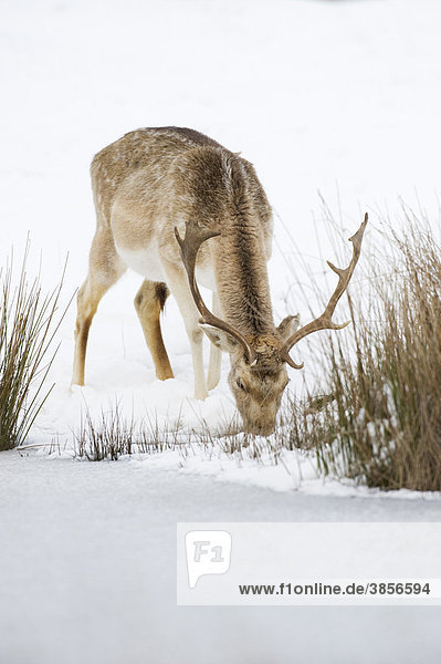 Damhirsch (Dama dama)  Bock bei der Fütterung im Schnee  Knole Park  Kent  England  Großbritannien  Europa