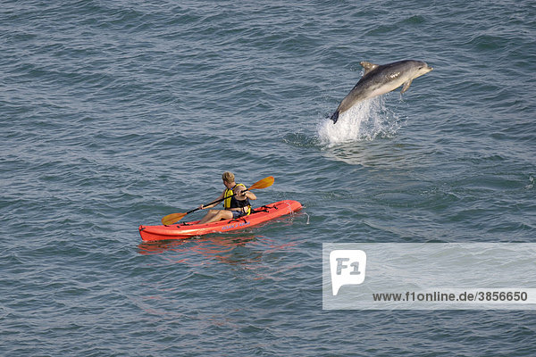 Großer Tümmler  Delfin (Tursiops truncatus)  springt neben Kajak  Folkestone  Kent  England  Großbritannien  Europa