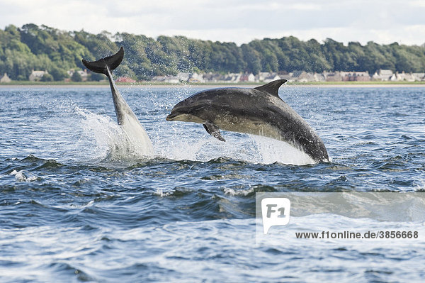 Große Tümmler  Delfine (Tursiops truncatus)  zwei ausgewachsene Tiere beim Sprung  Chanonry Point  Black Isle  Moray Firth  Schottland  Großbritannien  Europa