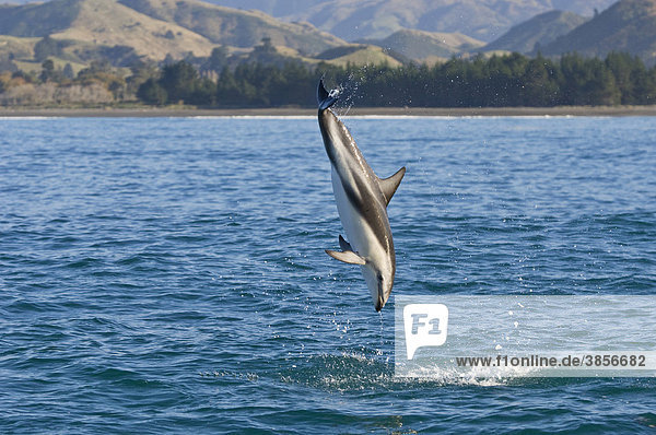 Schwarzdelfin (Lagenorhynchus obscurus)  ausgewachsenes Tier beim Sprung  Kaikoura  South Island  Südinsel  Neuseeland