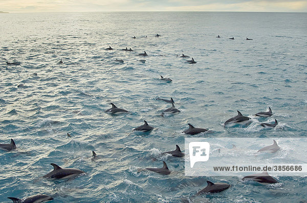 Schwarzdelfine (Lagenorhynchus obscurus)  große Schule beim Schwimmen an der Oberfläche  Kaikoura  Südinsel  Neuseeland