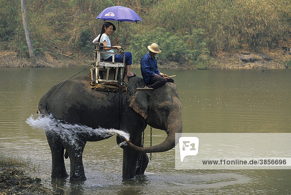Domestic Asian Elephant (Elephas maximus) carrying tourists  Thai Elephant Conservation Centre  Thailand  Asia