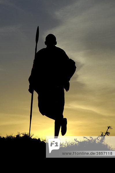 Silhouette of Masai warrior  standing on one leg at sunrise  Masai Mara  Kenya  Africa