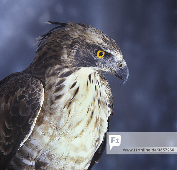 Mountain Hawk Eagle Or Hodgson S Hawk Eagle Nisaetus Nipalensis