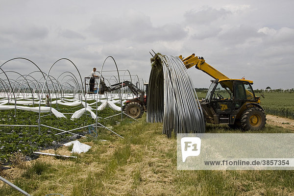 Poly tunnels being built over strawberry crop