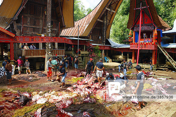 Wasserbüffel Opfer  Begräbniszeremonie  Toraja Kultur  Sulawesi  Indonesien  Asien