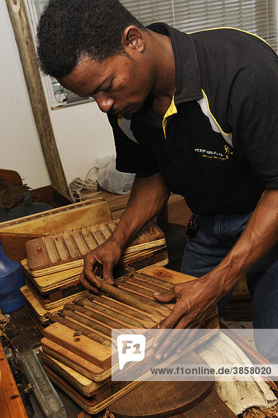 Junger Mann legt frisch gedrehte Zigarren in eine Pressvorrichtung  Zigarrenmanufaktur in Punta Cana  Dominikanische Republik  Karibik