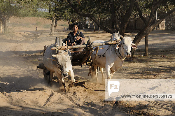 Ox cart with Zebu cattle brings drinking water to the village in Bagan  Myanmar  Burma  Southeast Asia  Asia