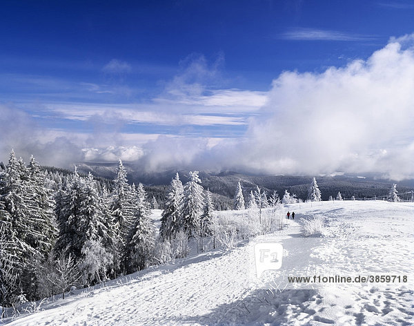Winter landscape  Mt. Kandel  Black Forest  Baden-Wuerttemberg  Germany  Europe