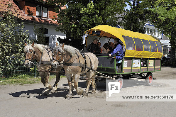 Pferdefuhrwerk als öffentliches Verkehrsmittel auf der autofreien Insel Hiddensee  Landkreis Rügen  Mecklenburg-Vorpommern  Deutschland  Europa
