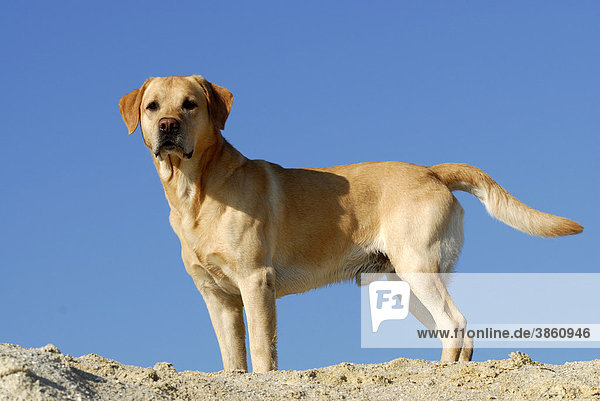 Blonder Labrador Retriever steht auf Sanddüne