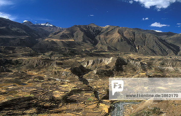 Terrassenfelder im Colca-Canon in 3450 m Höhe Peru Südamerika