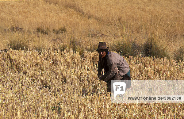 Farmer  a woman of the Quechua indigenous people at work on her field  Peru  South America