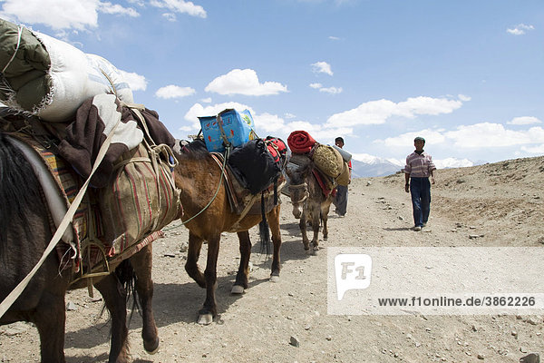 Zwei tibetische Guides und ihre Ponys führen ein Trekking durch die Himalayaregion nahe Leh  von Spituk nach Stok wobei sie einen 4900m hohen Pass überqueren  Ladakh  Himalaya  Indien  Asien