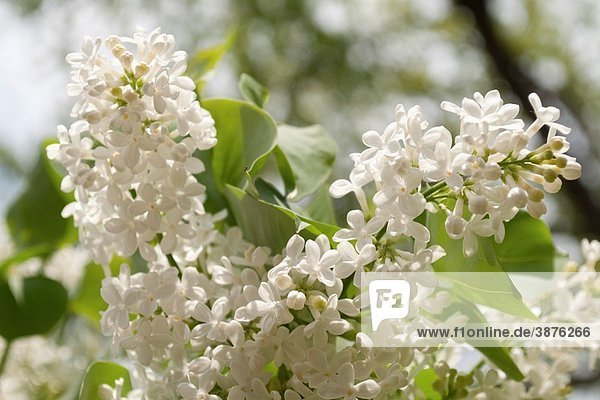Two sunlit pannicles of a fragrant white lilac