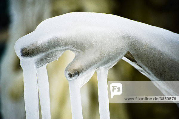 Marmor Hand der Statue mit Eis verkrustet