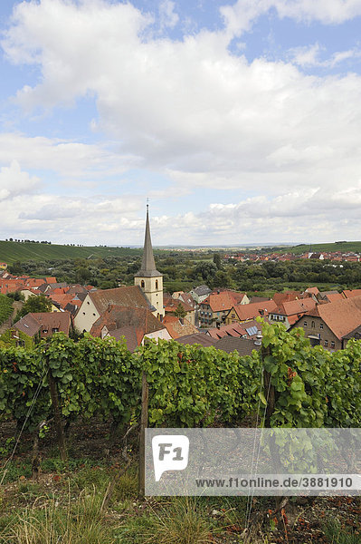 Escherndorf am Main Mainschleife Unterfranken Bayern Deutschland Europa