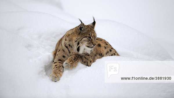 Eurasischer Luchs (Lynx lynx)  liegt im Schnee  Gehegezone  Nationalpark  Bayerischer Wald  Bayern  Deutschland  Europa