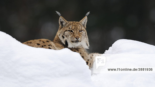 Eurasischer Luchs (Lynx lynx)  im Tiefschnee  Gehegezone  Nationalpark  Bayerischer Wald  Bayern  Deutschland  Europa