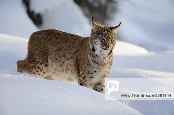 Eurasischer Luchs (Lynx lynx)  läuft durch Tiefschnee im letzten Licht  Gehegezone  Nationalpark Bayerischer Wald  Bayern  Deutschland  Europa