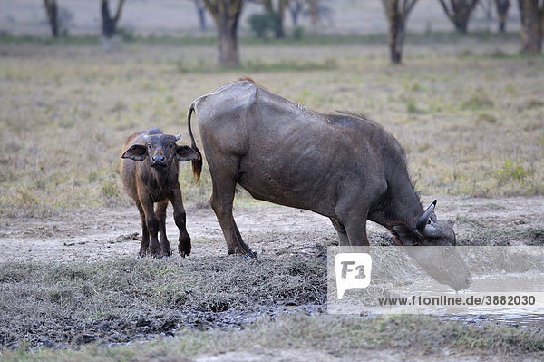 Afrikanischer Büffel (Syncerus caffer)  Kuh mit neugeborenem Kalb  trinkend  Lake Nakuru Nationalpark  Kenia  Ostafrika  Afrika