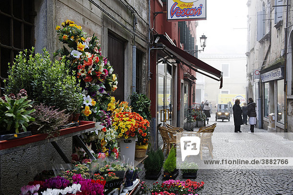 Chioggia  Adriatic Sea  flower shop in an alley  Veneto  Venetia  Italy  Europe