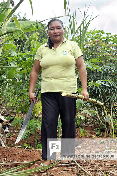 Bäuerin mit geschnittenem Zuckerrohr  Gemeinde Santa Anita de la Frontera  Chiquitania  Departamento Santa Cruz  Bolivien  Südamerika