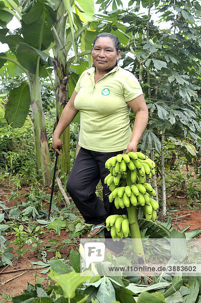 Farmer with freshly harvested bananas  municipality of Santa Anita de la Frontera  Chiquitania  Santa Cruz Department  Bolivia  South America