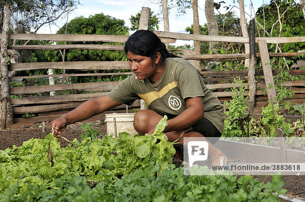 Farmer in vegetable patch  salad crops  Santa Anita de la Frontera  Chiquitania  Departamento Santa Cruz  Bolivia  South America