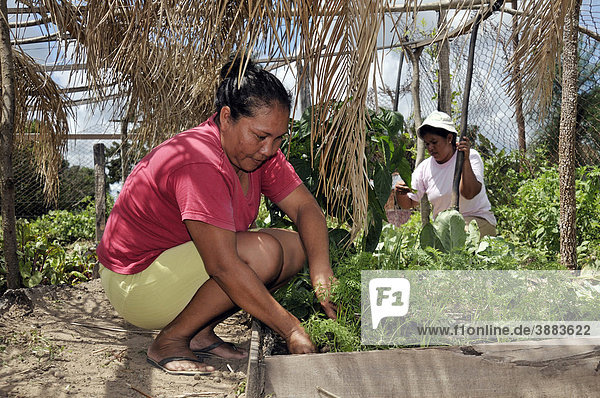 Frauen arbeiten in Gemüsegarten  provisorisch abgeschattet mit Palmblättern  Gemeinde San Rafael  Chiquitania  Departamento Santa Cruz  Bolivien  Südamerika