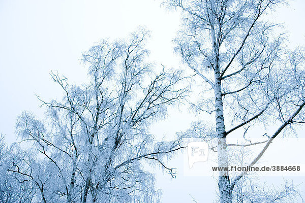 Kahle Bäume mit Schnee bestäubt