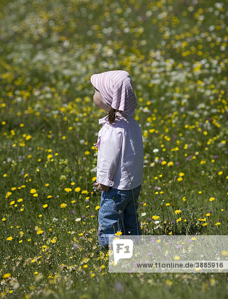 Girl  2  on a meadow  East Allgaeu  Allgaeu  Bavaria  Germany  Europe
