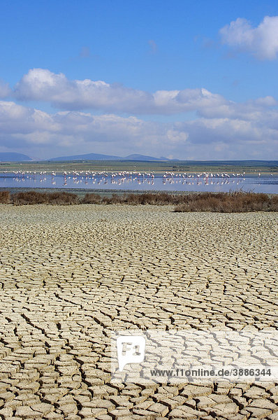 Fuente de Piedra Lagoon  Greater Flamingos (Phoenicopterus ruber)  M·laga province  Andalusia  Spain  Europe