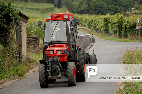 Traktor in einem Weinberg im Moseltal  Rheinland-Pfalz  Deutschland  Europa