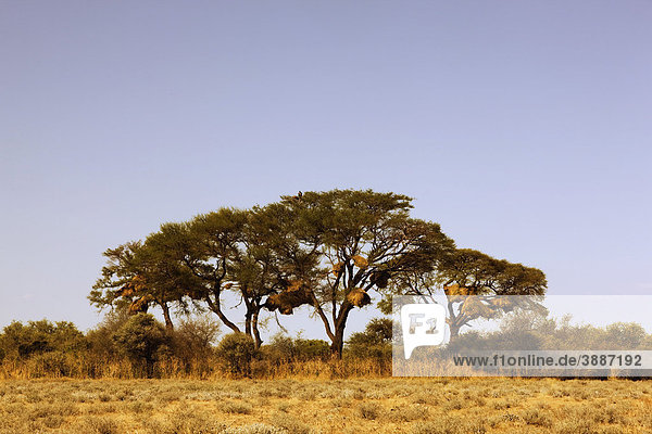 Bäume mit Webervogelnestern  Etosha Nationalpark  Namibia  Afrika