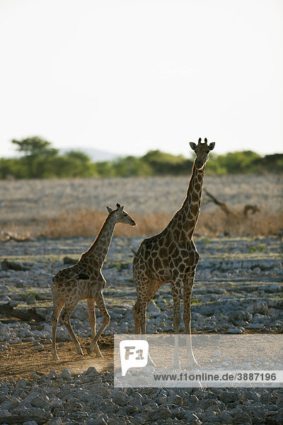 Giraffe (Giraffa camelopardalis) mit Jungtier  Okaukuejo  Etosha Nationalpark  Namibia  Afrika
