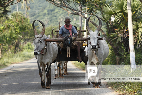 Man on ox-cart  Courtallam  Western Ghats  Tamil Nadu  Tamilnadu  South India  India  Asia