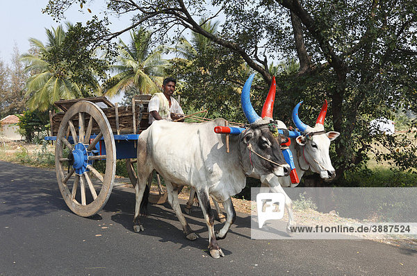 Ox cart  oxen with colourful horns  Tamil Nadu  Tamilnadu  South India  India  South Asia  Asia