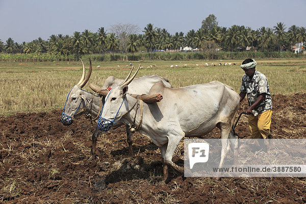 Bauer pflügt Feld mit Ochsenpflug  Bannur  Karnataka  Südindien  Indien  Südasien  Asien