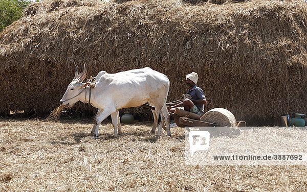 Threshing with oxen  near Hassan  Karnataka  South India  India  South Asia  Asia