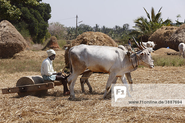 Threshing with oxen  near Hassan  Karnataka  South India  India  South Asia  Asia