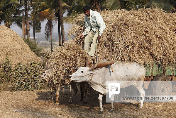 Oxcart laden with straw  Karnataka  South India  India  South Asia  Asia