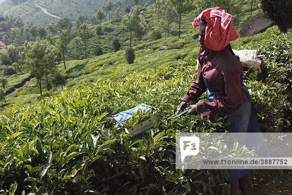 Tea picker  tea plantations  highlands around Munnar  Kerala  Western Ghats  India  South Asia  Asia