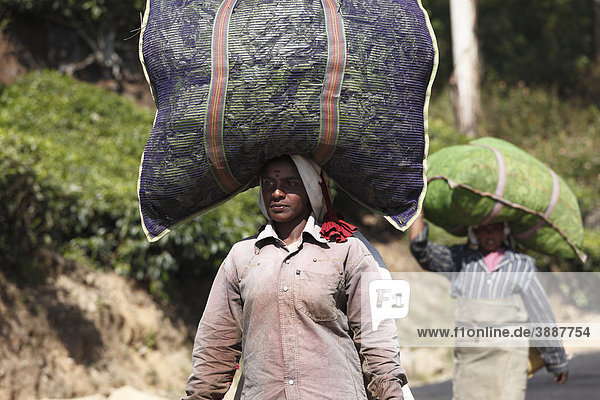 Tea pickers carrying bags of tea leaves on their heads  tea plantation in the Highlands around Munnar  Kerala  Western Ghats  India  South Asia  Asia