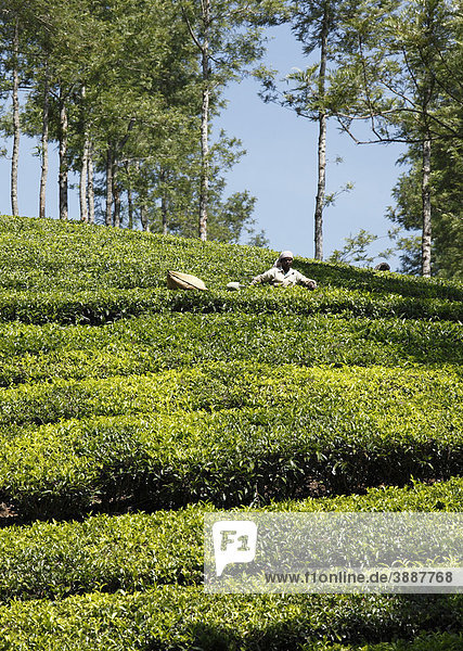 Teepflückerinnen in Teeplantage  Pampanar  Kardamomberge  Kerala  Südindien  Indien  Südasien  Asien
