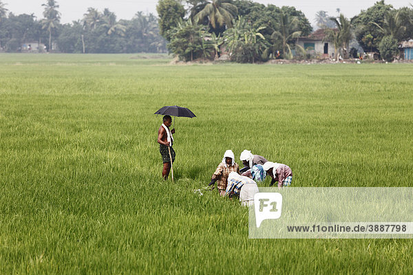 Arbeiterinnen in Reisfeld bei Alleppey  Alappuzha  Kerala  Südindien  Indien  Südasien  Asien